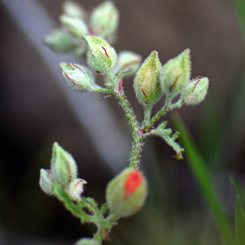 Sphaeralcea coccinea, Scarlet Globemallow